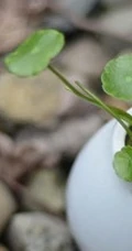 金钱草图片，金钱草（铜钱草）好看唯美图片