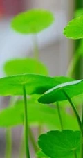 金钱草图片，金钱草（铜钱草）好看唯美图片