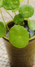 金钱草图片，金钱草（铜钱草）好看唯美图片