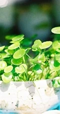 金钱草图片，金钱草（铜钱草）好看唯美图片