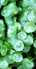 金钱草图片，金钱草（铜钱草）好看唯美图片