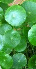 金钱草图片，金钱草（铜钱草）好看唯美图片