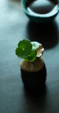 金钱草图片，金钱草（铜钱草）好看唯美图片
