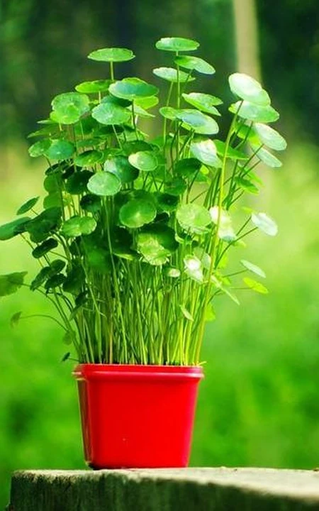 金钱草图片，金钱草（铜钱草）好看唯美图片