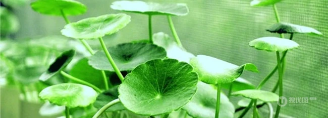 金钱草图片，金钱草（铜钱草）好看唯美图片