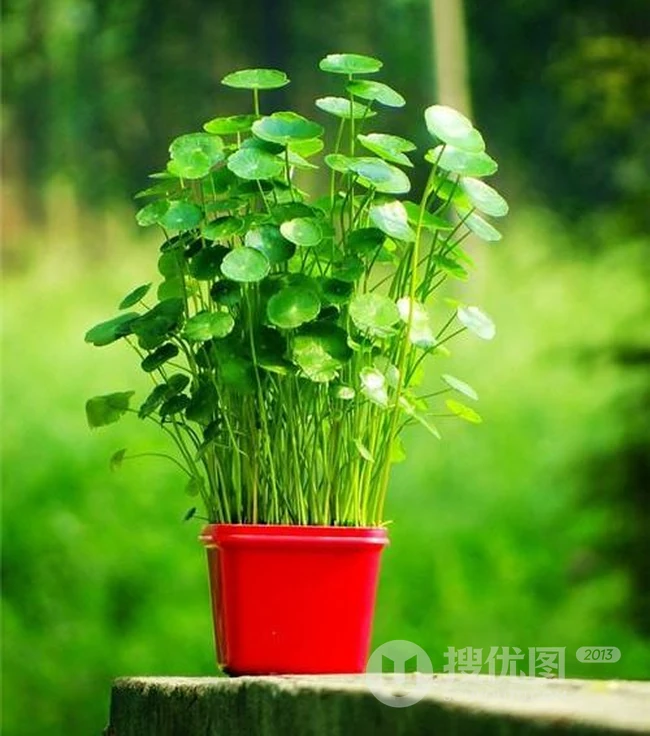 金钱草图片，金钱草（铜钱草）好看唯美图片