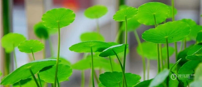 金钱草图片，金钱草（铜钱草）好看唯美图片