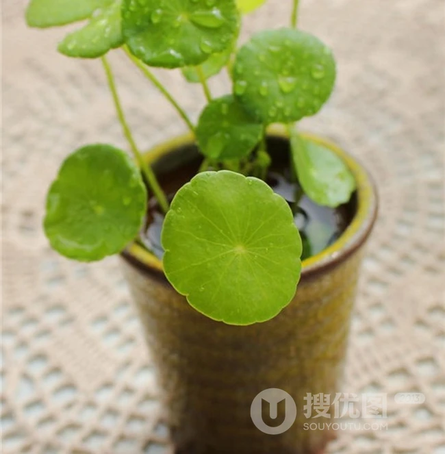 金钱草图片，金钱草（铜钱草）好看唯美图片