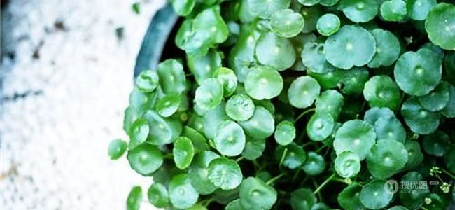 金钱草图片，金钱草（铜钱草）好看唯美图片