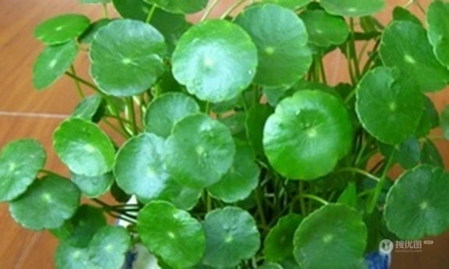 金钱草图片，金钱草（铜钱草）好看唯美图片