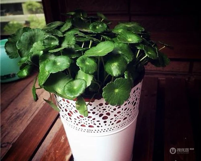 金钱草图片，金钱草（铜钱草）好看唯美图片