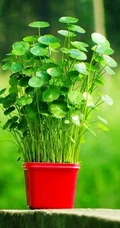 金钱草图片，金钱草（铜钱草）好看唯美图片