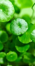 金钱草图片，金钱草（铜钱草）好看唯美图片