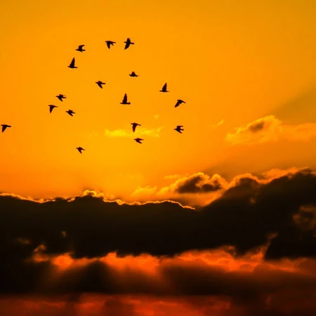 唯美意境夕阳美景图片，唯美夕阳下的鸟类飞翔美图欣赏
