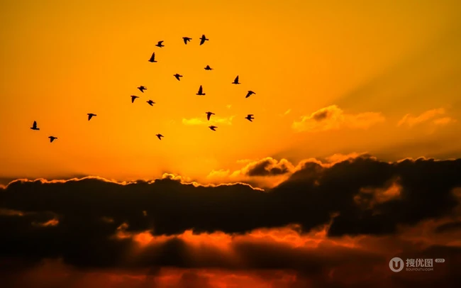 唯美意境夕阳美景图片，唯美夕阳下的鸟类飞翔美图欣赏