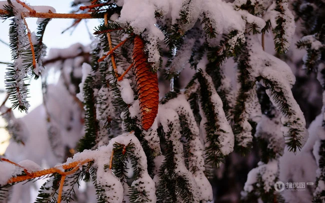 唯美雪景图片，下雪中的人，动物，植物等好看风景图片 第4张