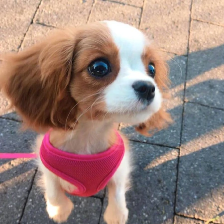 可爱狗狗图片，小狗狗查理王小猎犬可爱图片