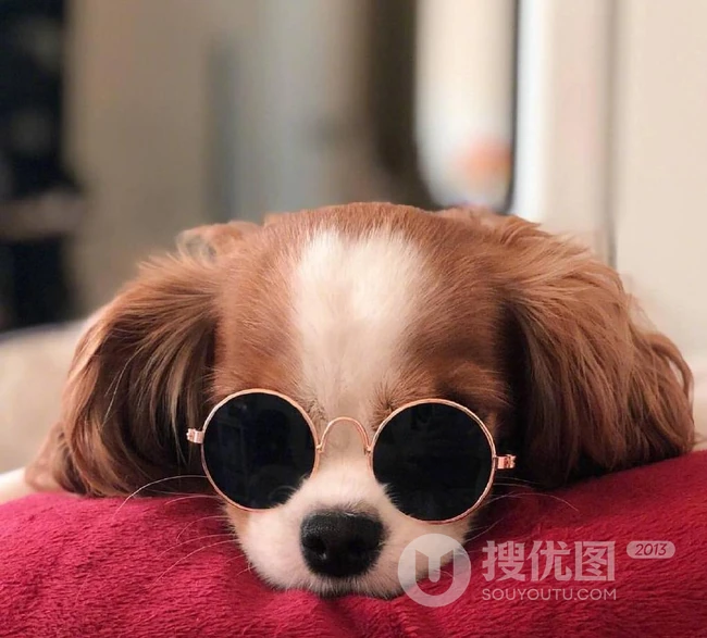 可爱狗狗图片，小狗狗查理王小猎犬可爱图片 第4张