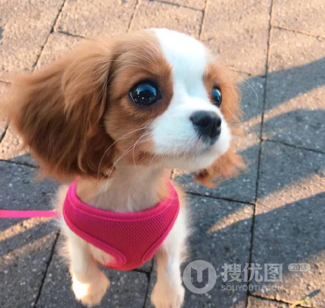 可爱狗狗图片，小狗狗查理王小猎犬可爱图片 第1张