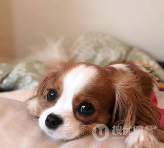 可爱狗狗图片，小狗狗查理王小猎犬可爱图片 第8张