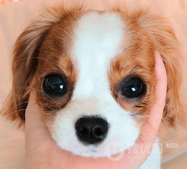 可爱狗狗图片，小狗狗查理王小猎犬可爱图片 第3张