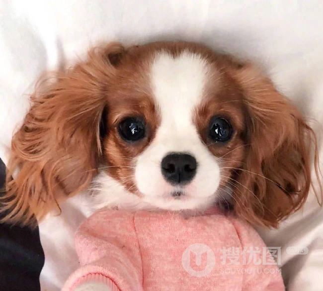可爱狗狗图片，小狗狗查理王小猎犬可爱图片 第2张