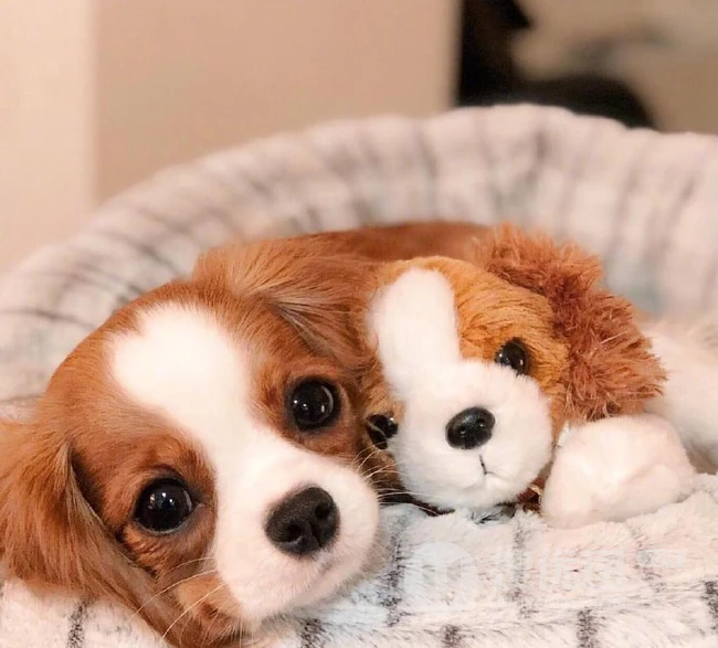 可爱狗狗图片，小狗狗查理王小猎犬可爱图片 第6张