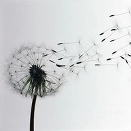 蒲公英好看头像，想给自己换个清新的蒲公英头像吗？