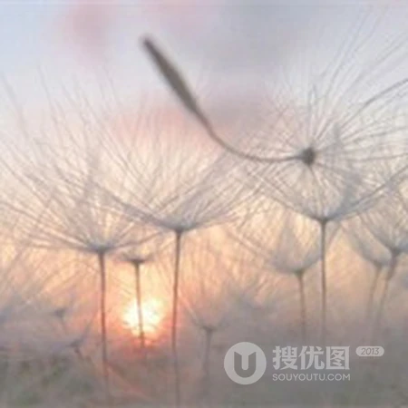 蒲公英好看头像，想给自己换个清新的蒲公英头像吗？