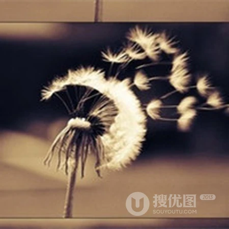 蒲公英好看头像，想给自己换个清新的蒲公英头像吗？