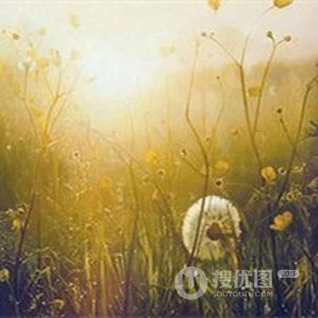 蒲公英好看头像，想给自己换个清新的蒲公英头像吗？