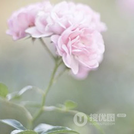 森系小清新花朵、花卉QQ头像，粉色系列的花朵头像更有少女心