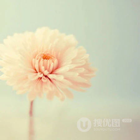 森系小清新花朵、花卉QQ头像，粉色系列的花朵头像更有少女心