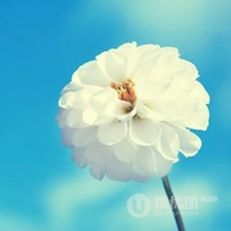 森系小清新花朵、花卉QQ头像，粉色系列的花朵头像更有少女心