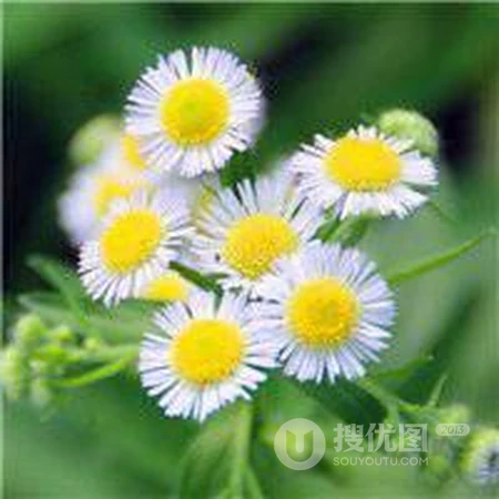 菊花QQ头像，山菊花，野菊花清新好看QQ头像