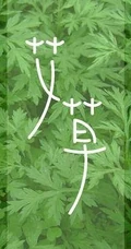 艾草图片，艾草叶图片，功能丰富的艾草图片分享