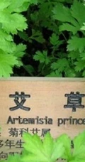 艾草图片，艾草叶图片，功能丰富的艾草图片分享