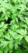 艾草图片，艾草叶图片，功能丰富的艾草图片分享
