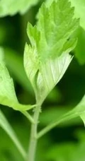 艾草图片，艾草叶图片，功能丰富的艾草图片分享