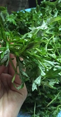 艾草图片，艾草叶图片，功能丰富的艾草图片分享