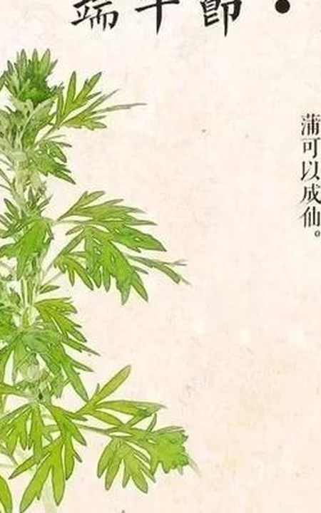 艾草图片，艾草叶图片，功能丰富的艾草图片分享