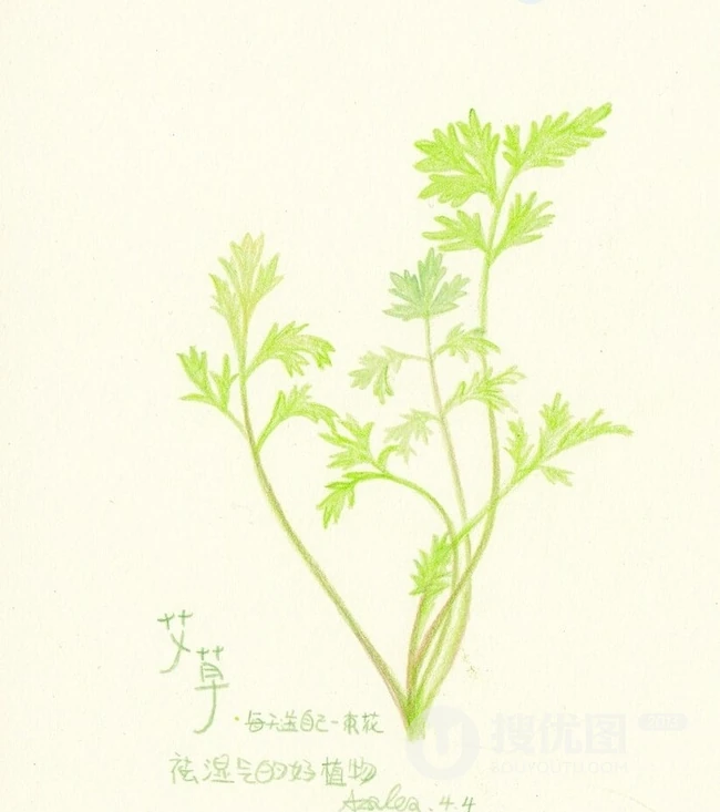 艾草图片，艾草叶图片，功能丰富的艾草图片分享