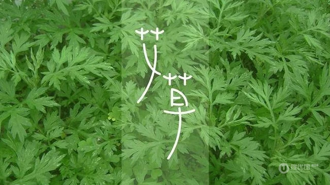 艾草图片，艾草叶图片，功能丰富的艾草图片分享