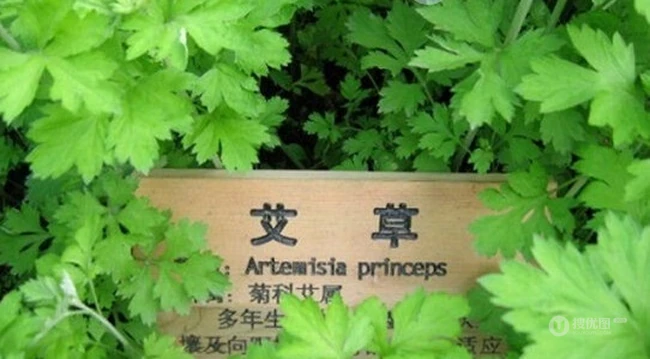 艾草图片，艾草叶图片，功能丰富的艾草图片分享