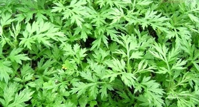 艾草图片，艾草叶图片，功能丰富的艾草图片分享