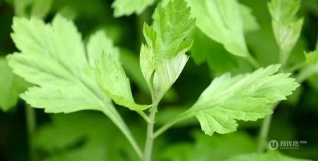 艾草图片，艾草叶图片，功能丰富的艾草图片分享