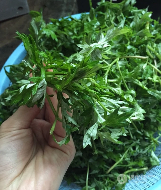 艾草图片，艾草叶图片，功能丰富的艾草图片分享