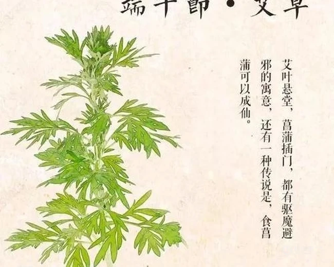 艾草图片，艾草叶图片，功能丰富的艾草图片分享