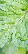 艾草高清图片 野生艾草的功效和图片分享