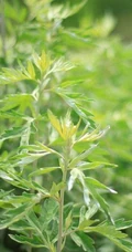 艾草高清图片 野生艾草的功效和图片分享